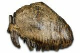 Fantastic, Fossil Woolly Mammoth Upper M Molar - Poland #370341-1